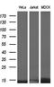 DNA-binding protein inhibitor ID-3 antibody, GTX84320, GeneTex, Western Blot image 