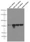 Forkhead Box C1 antibody, 66568-1-Ig, Proteintech Group, Western Blot image 