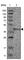 Prothrombinase antibody, HPA021011, Atlas Antibodies, Western Blot image 