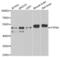 PTPN1 antibody, abx001339, Abbexa, Western Blot image 