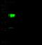 CD192 antibody, 100450-T36, Sino Biological, Western Blot image 