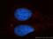KIF4A antibody, 14344-1-AP, Proteintech Group, Immunofluorescence image 