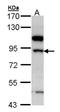 HSD17B4 antibody, NBP1-33192, Novus Biologicals, Western Blot image 