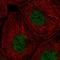 Replication Protein A1 antibody, HPA046497, Atlas Antibodies, Immunocytochemistry image 