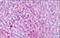 Frizzled-6 antibody, NLS4481, Novus Biologicals, Immunohistochemistry frozen image 
