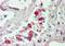 Liver carboxylesterase 1 antibody, NBP1-00167, Novus Biologicals, Immunohistochemistry paraffin image 