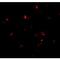 Presenilin Enhancer, Gamma-Secretase Subunit antibody, LS-C19652, Lifespan Biosciences, Immunofluorescence image 