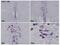 Krox-20 antibody, PA5-27814, Invitrogen Antibodies, Immunohistochemistry frozen image 