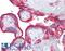 KL antibody, LS-B7010, Lifespan Biosciences, Immunohistochemistry frozen image 