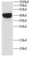 Capping Actin Protein, Gelsolin Like antibody, FNab01248, FineTest, Western Blot image 