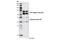 Lamin A/C antibody, 4777T, Cell Signaling Technology, Western Blot image 