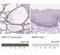 Zinc Finger Matrin-Type 4 antibody, NBP2-49619, Novus Biologicals, Immunohistochemistry paraffin image 