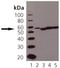 Protein Disulfide Isomerase Family A Member 3 antibody, ADI-SPA-585-F, Enzo Life Sciences, Western Blot image 
