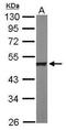 Heterogeneous nuclear ribonucleoprotein H antibody, GTX102061, GeneTex, Western Blot image 