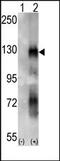 Ephrin type-A receptor 6 antibody, AP14286PU-N, Origene, Western Blot image 