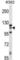MORC Family CW-Type Zinc Finger 1 antibody, abx027442, Abbexa, Western Blot image 
