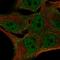 F-Box Protein 16 antibody, HPA058676, Atlas Antibodies, Immunofluorescence image 