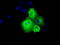 ShcA antibody, TA501056, Origene, Immunofluorescence image 