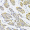 Replication factor C subunit 4 antibody, 19-694, ProSci, Immunohistochemistry paraffin image 