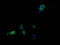 Mitogen-activated protein kinase 13 antibody, M03594, Boster Biological Technology, Immunofluorescence image 