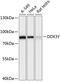 DEAD-Box Helicase 3 Y-Linked antibody, 15-741, ProSci, Western Blot image 