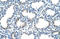 Pirin antibody, 27-915, ProSci, Immunohistochemistry frozen image 