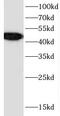 Centrosomal Protein 44 antibody, FNab01604, FineTest, Western Blot image 