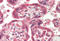 Baculoviral IAP repeat-containing protein 1 antibody, MBS240477, MyBioSource, Immunohistochemistry frozen image 
