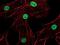 Histone H3 antibody, PA5-17418, Invitrogen Antibodies, Immunofluorescence image 