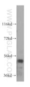 Seryl-tRNA synthetase, mitochondrial antibody, 17258-1-AP, Proteintech Group, Western Blot image 