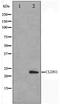 CLDN1 antibody, TA347351, Origene, Western Blot image 