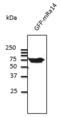 RAB14, Member RAS Oncogene Family antibody, LS-C204241, Lifespan Biosciences, Western Blot image 