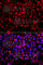 Sulfotransferase Family 1E Member 1 antibody, A7452, ABclonal Technology, Immunofluorescence image 
