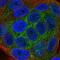 Kelch Like Family Member 36 antibody, NBP1-92059, Novus Biologicals, Immunofluorescence image 
