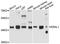 Era Like 12S Mitochondrial RRNA Chaperone 1 antibody, A10382, ABclonal Technology, Western Blot image 