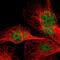 Neuronal PAS Domain Protein 3 antibody, PA5-51764, Invitrogen Antibodies, Immunofluorescence image 
