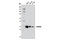 Protein Phosphatase 2 Phosphatase Activator antibody, 5686S, Cell Signaling Technology, Western Blot image 