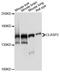 Cytoplasmic Linker Associated Protein 2 antibody, MBS128601, MyBioSource, Western Blot image 