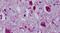 Neuropeptide Y Receptor Y4 antibody, PA5-34105, Invitrogen Antibodies, Immunohistochemistry frozen image 