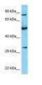 Nuclear Casein Kinase And Cyclin Dependent Kinase Substrate 1 antibody, orb326223, Biorbyt, Western Blot image 