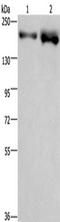 Bromodomain Containing 4 antibody, TA350939, Origene, Western Blot image 