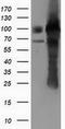 Pseudouridine Synthase 7 antibody, CF501815, Origene, Western Blot image 