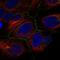 Iron Responsive Element Binding Protein 2 antibody, HPA040371, Atlas Antibodies, Immunocytochemistry image 