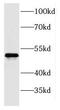 Protein C Receptor antibody, FNab02800, FineTest, Western Blot image 