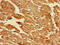 Probable D-lactate dehydrogenase, mitochondrial antibody, CSB-PA801250LA01HU, Cusabio, Immunohistochemistry paraffin image 
