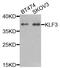 Krueppel-like factor 3 antibody, LS-C346273, Lifespan Biosciences, Western Blot image 