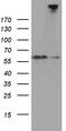 Semaphorin 3G antibody, LS-C792767, Lifespan Biosciences, Western Blot image 