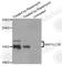 Microtubule Associated Protein 1 Light Chain 3 Beta antibody, A5020, ABclonal Technology, Western Blot image 