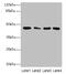 COBW Domain Containing 2 antibody, CSB-PA814202LA01HU, Cusabio, Western Blot image 