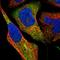 Zinc Finger Protein 70 antibody, HPA018821, Atlas Antibodies, Immunofluorescence image 